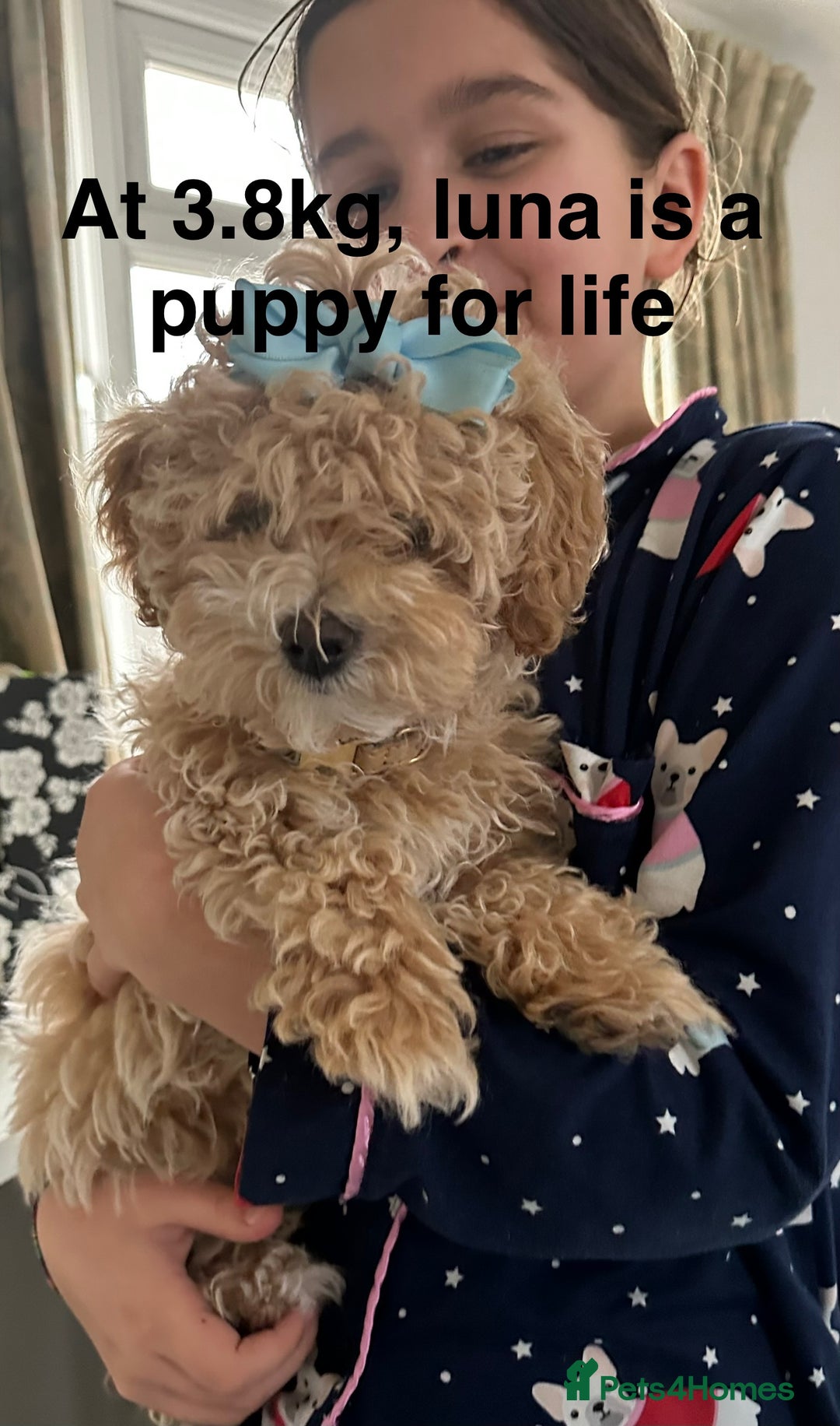 Maltipoo dogs for sale: Rare maltipoo puppies please read description  - Advert 23