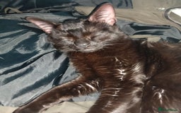 Bombay cats for sale: Beautiful black cat - Advert 7