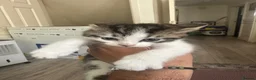 Mixed Breed cats for sale: Kittens in Staines - Advert 3