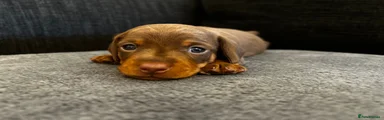 Chocolate & tan boy