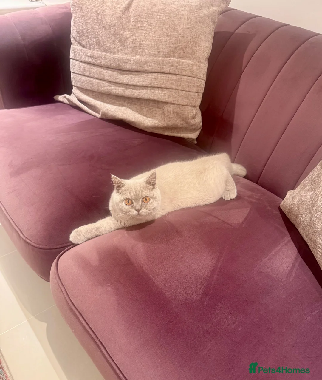 British Shorthair cats for sale: Pedigree British shorthair  in Northampton - Advert 9