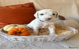 Australian Labradoodle dogs for sale: Pure Multigen Australian Labradoodle Puppies - Image 4