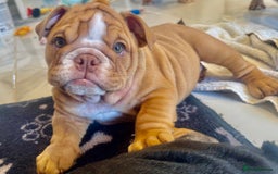 English Bulldog dogs for sale: READY TO GO Full Pedigree health tested bulldogs - Image 14