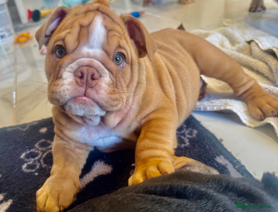 English Bulldog dogs for sale: READY TO GO Full Pedigree health tested bulldogs - Image 14