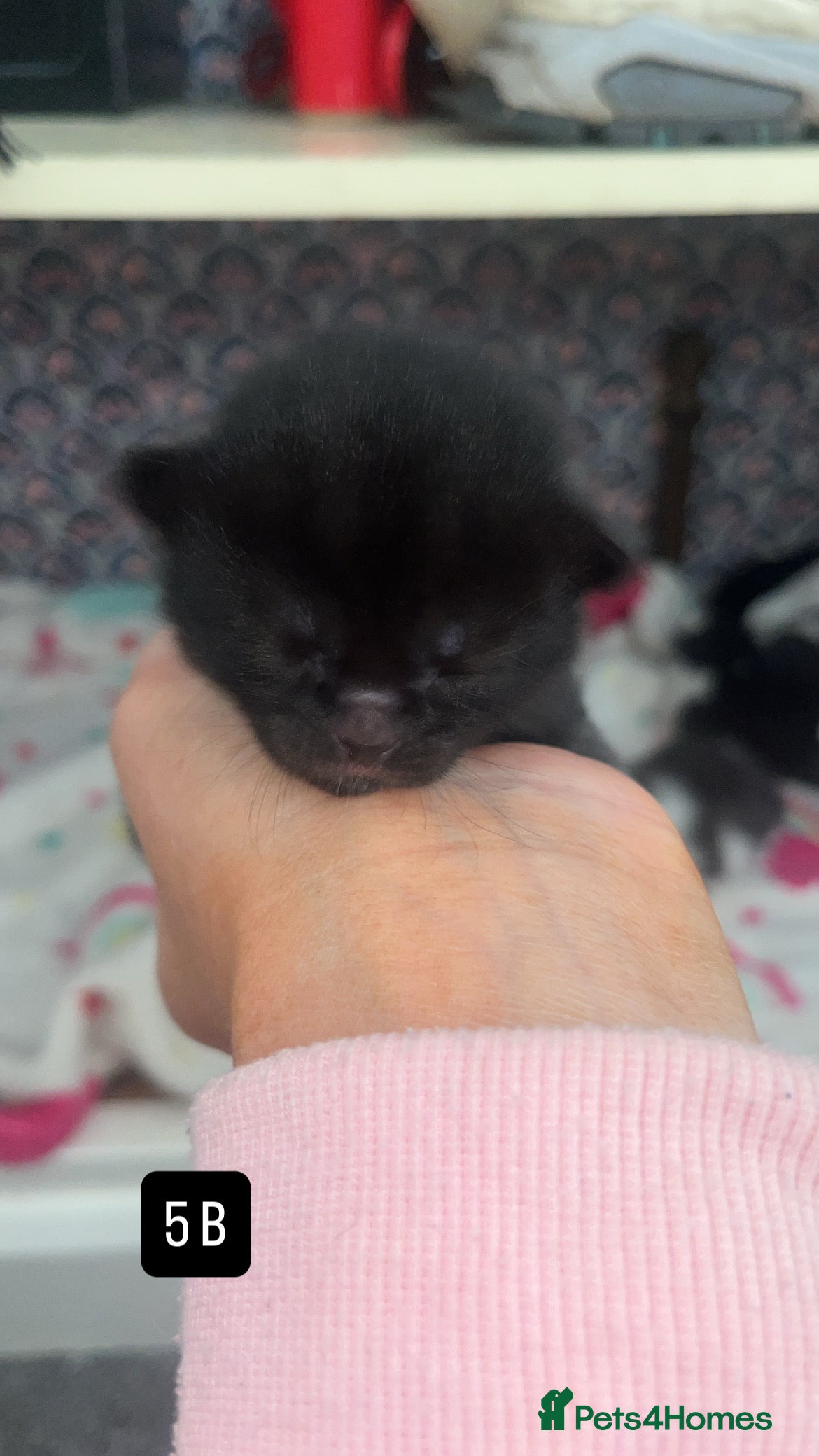 Mixed Breed cats for sale: Kittens for sale  - Advert 15