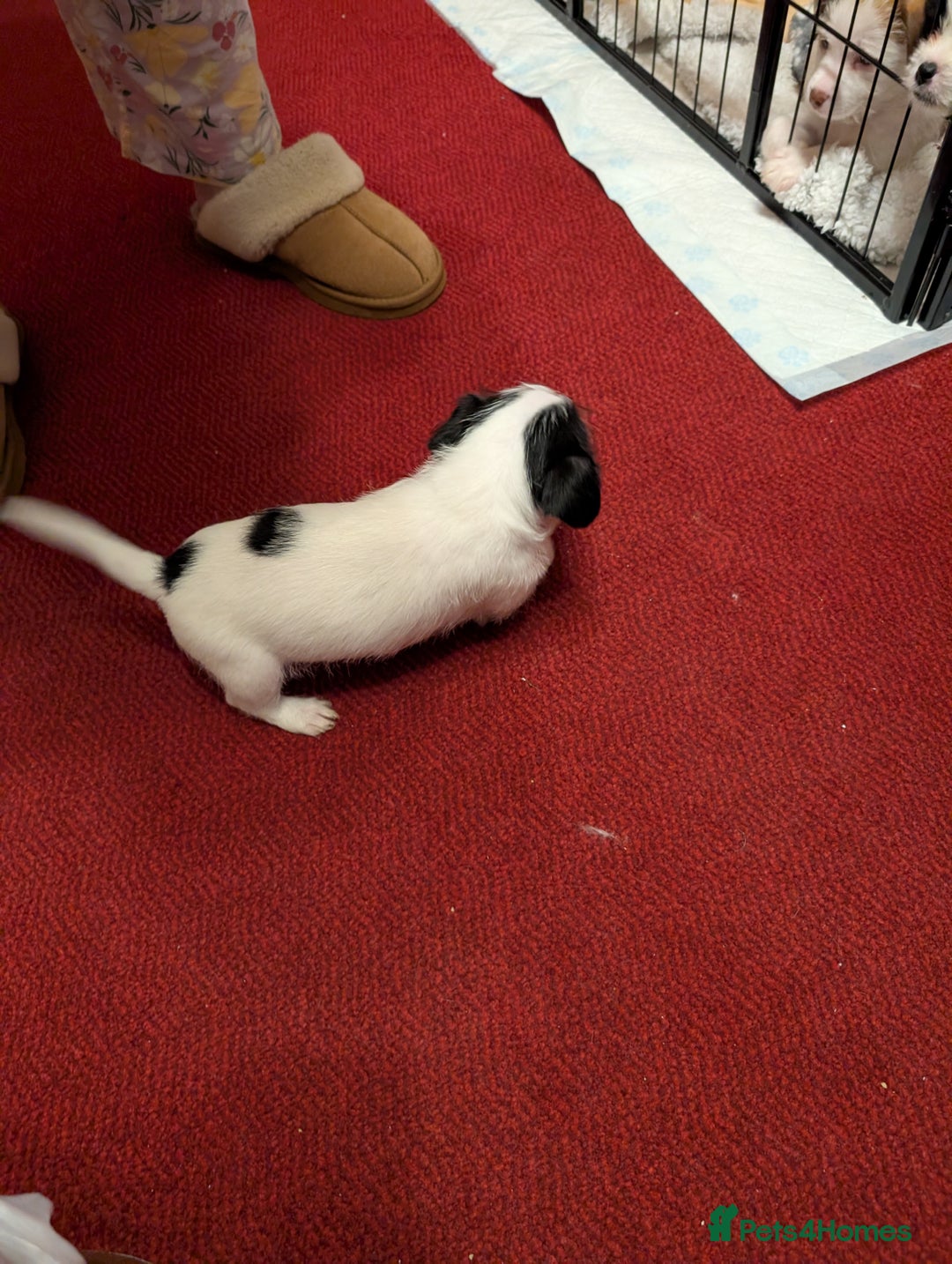 Mixed Breed dogs for sale: Shih Tzu Terrier cross  - Image 2
