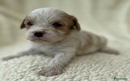 Cavachon dogs for sale: Beautiful Cavashon puppies  - Image 10