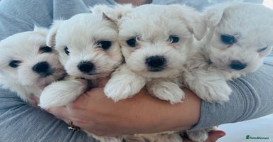 Mixed Breed dogs - Advert 15