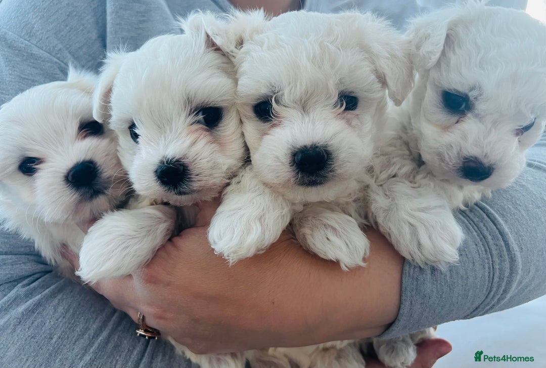 Mixed Breed dogs for sale: Bichon Maltese puppies!!! 3 girls and 1 boy!!! - Image 3
