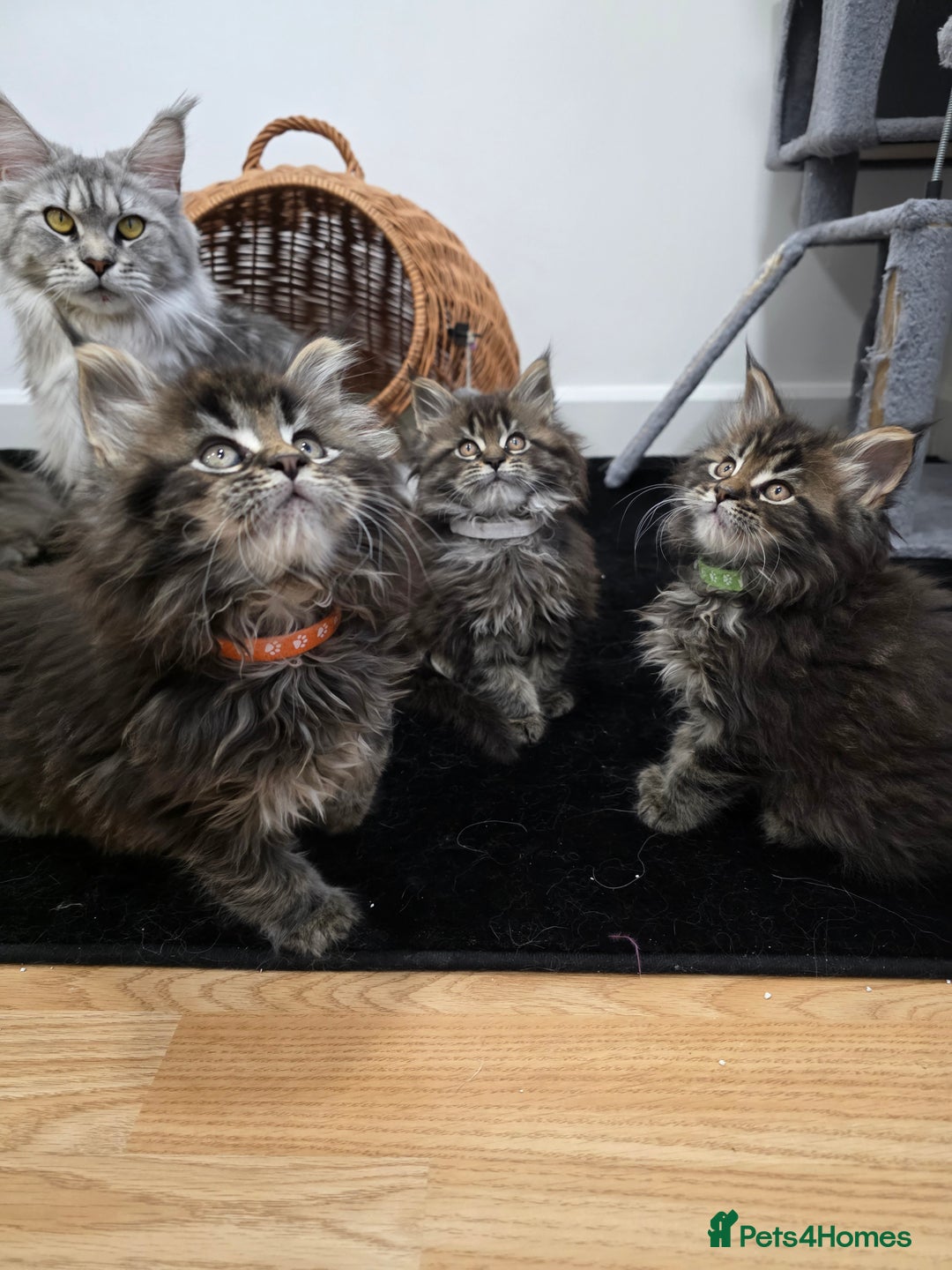 Maine Coon cats for sale: Maine Coon Kittens - Advert 10