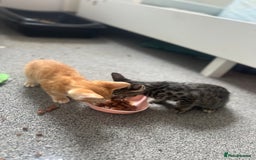 Manx cats for sale: Beautiful Banx Kittens  - Image 2