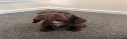 Cocker Spaniel dogs for sale: Show cocker spaniel puppies  - Advert 13