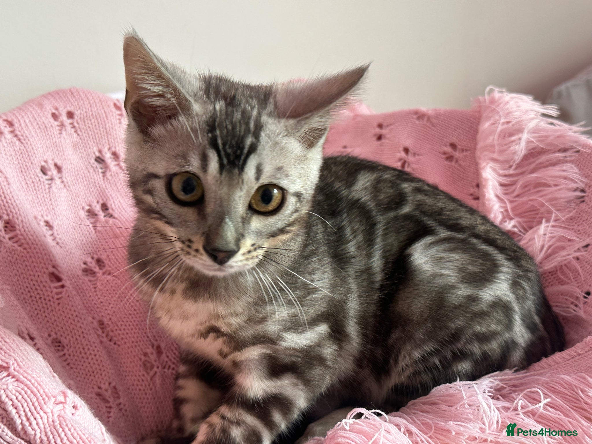 Bengal cats Exceptional Pure Pedigree Silver Grey TICA Bengal - Advert 2