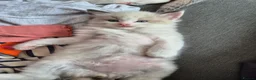 Ragdoll cats for sale: Two Ragdoll kittens - Advert 4