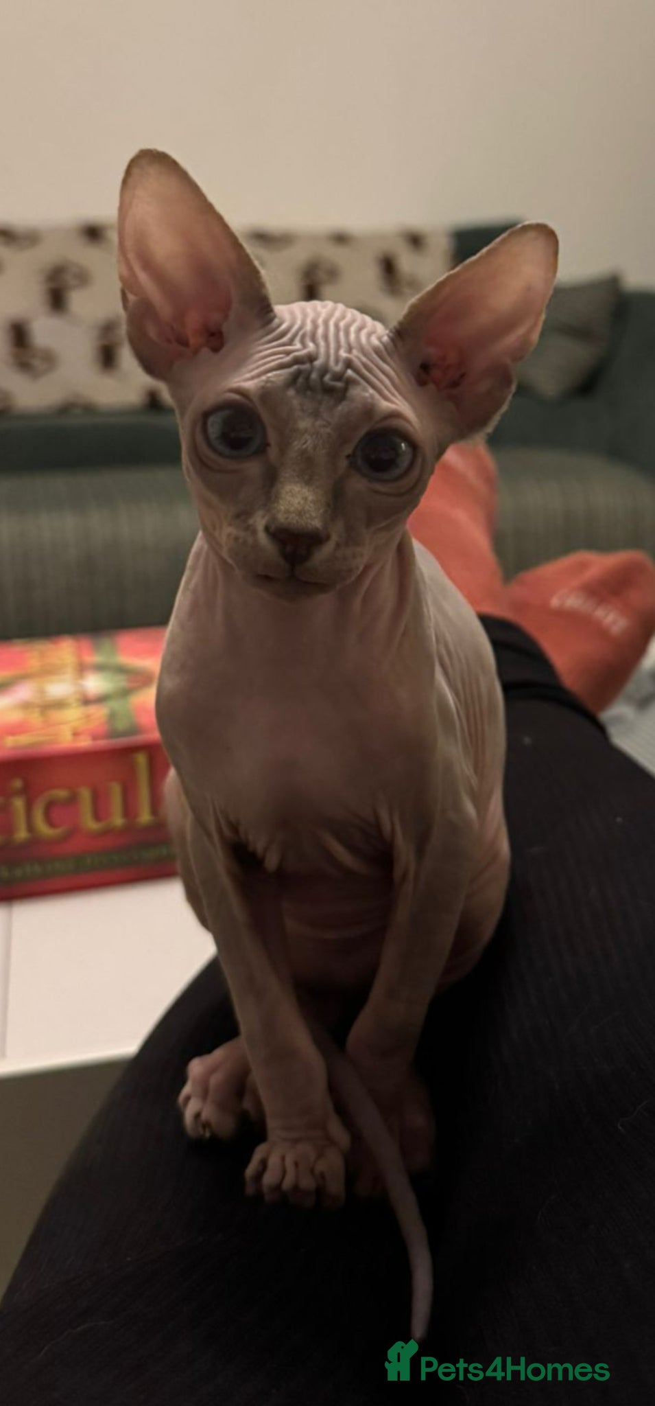 Sphynx cats for sale: Beautiful bonded pair  - Advert 4
