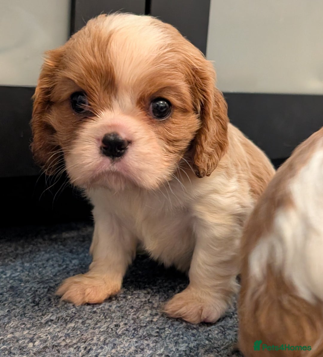 Cavalier King Charles Spaniel dogs for sale: KC Health Tested Cavalier King Charles Spaniels - Image 8