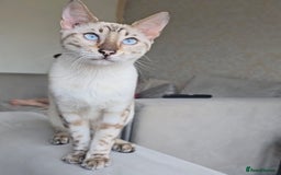 Bengal cats for stud: ❄️ Snow Bengal Stud – Ozzy ❄️ - Image 1