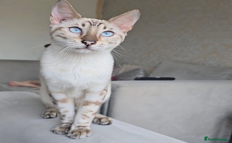 Bengal cats - Advert 1