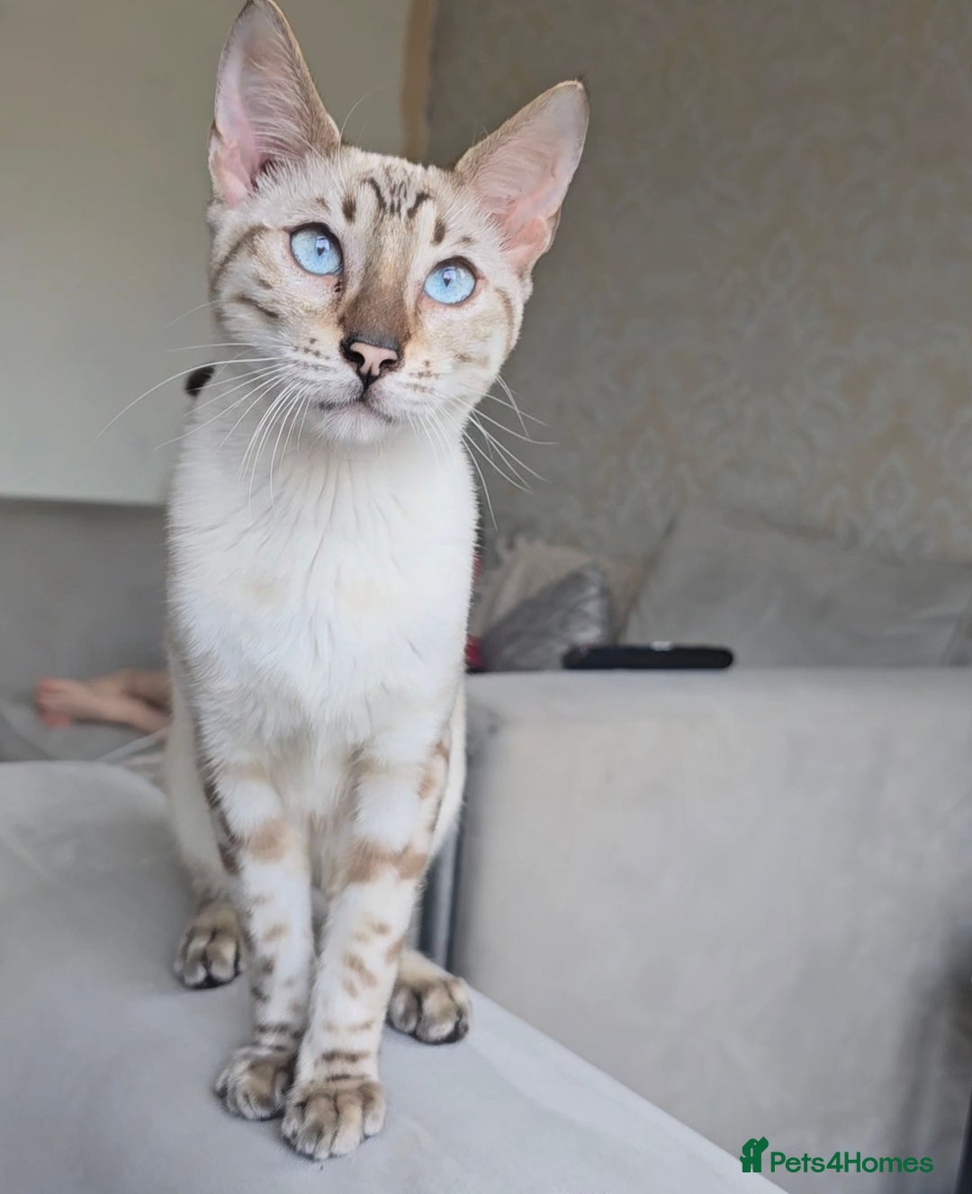 Bengal cats for stud: ❄️ Snow Bengal Stud – Ozzy ❄️ - Image 1