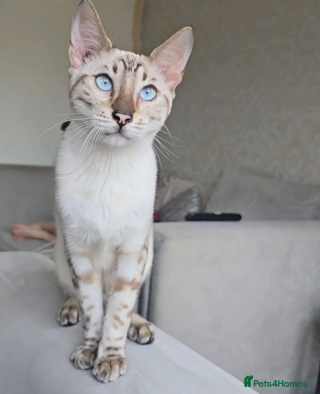 Bengal cats for stud: ❄️ Snow Bengal Stud – Ozzy ❄️ - Advert 3