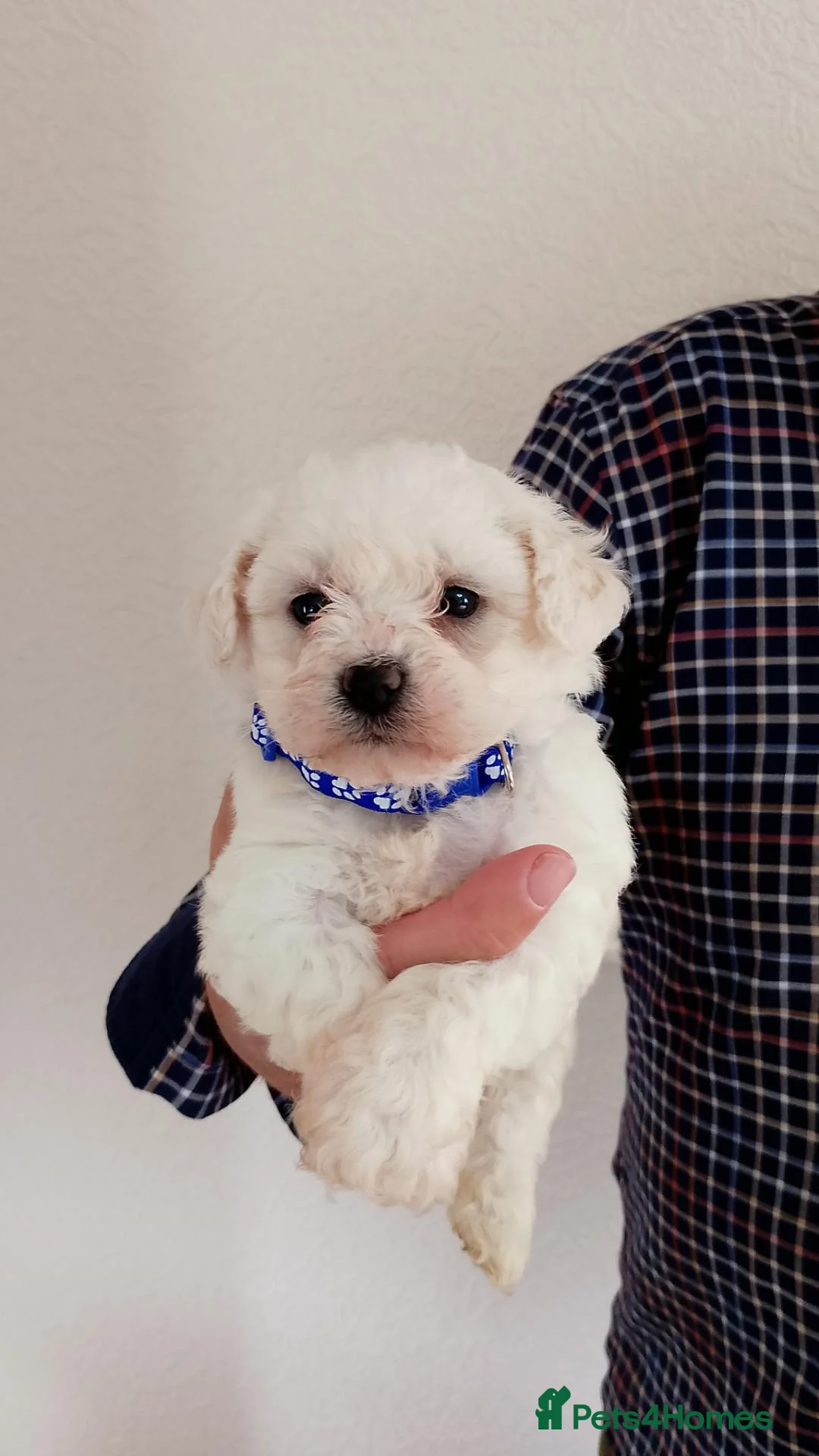 Bichon Frise dogs for sale: Bichon Frise Puppies  - Advert 4
