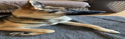Shepsky dogs for sale: 1 year old Shepsky (German shepherd X husky)  - Advert 6