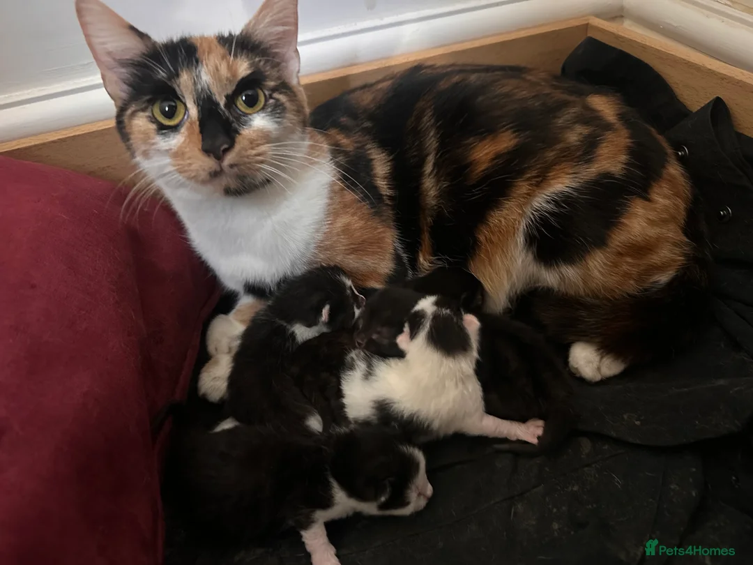 Mixed Breed cats for sale: Kittens *Ready in 2 weeks* - Advert 6