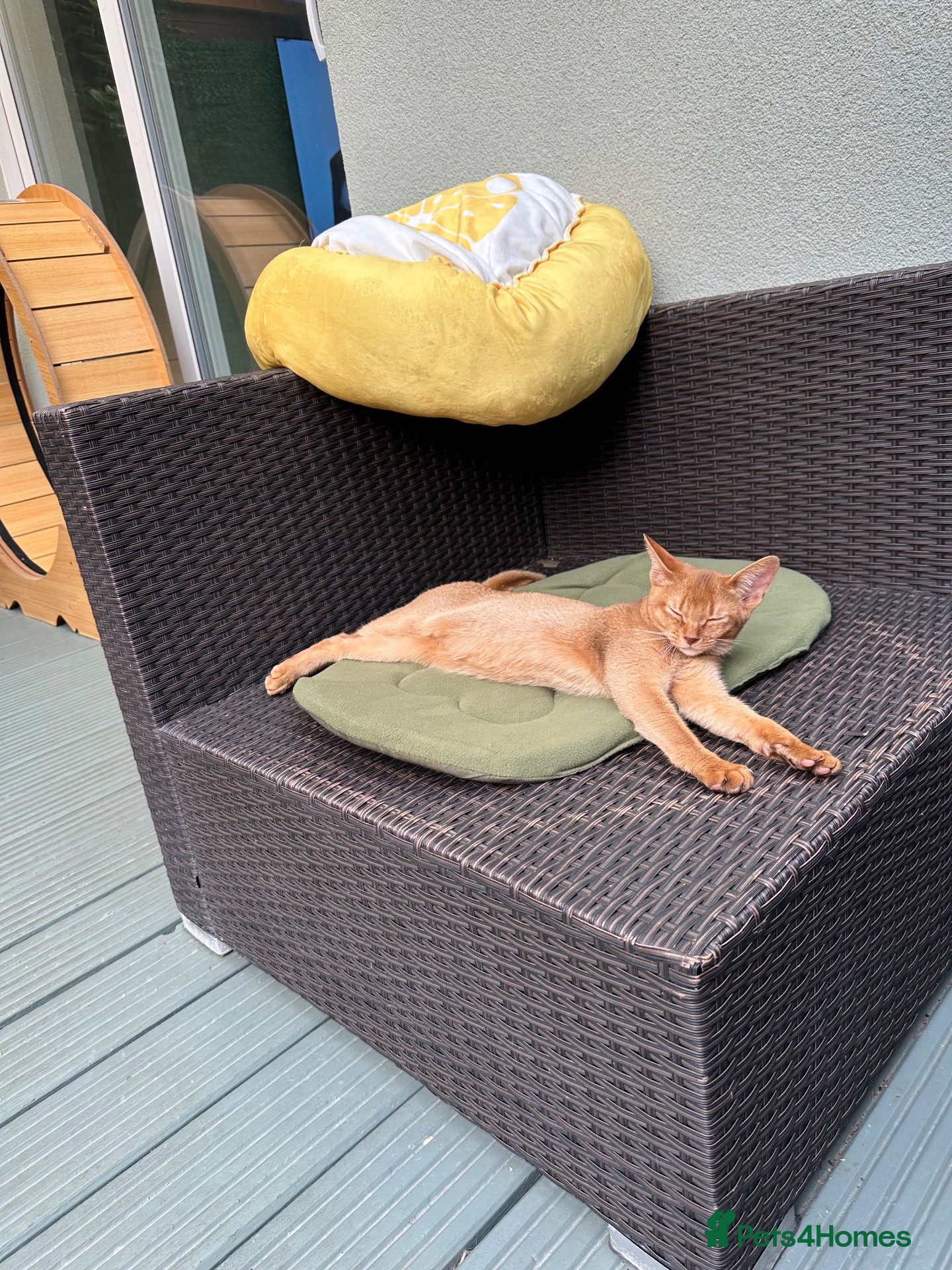 Abyssinian cats Abyssinian kittens  - Advert 2