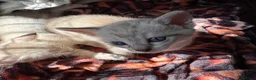 Oriental cats for sale: Only 2 remaining- snow orientals. 1 girl 1 boy - Advert 5