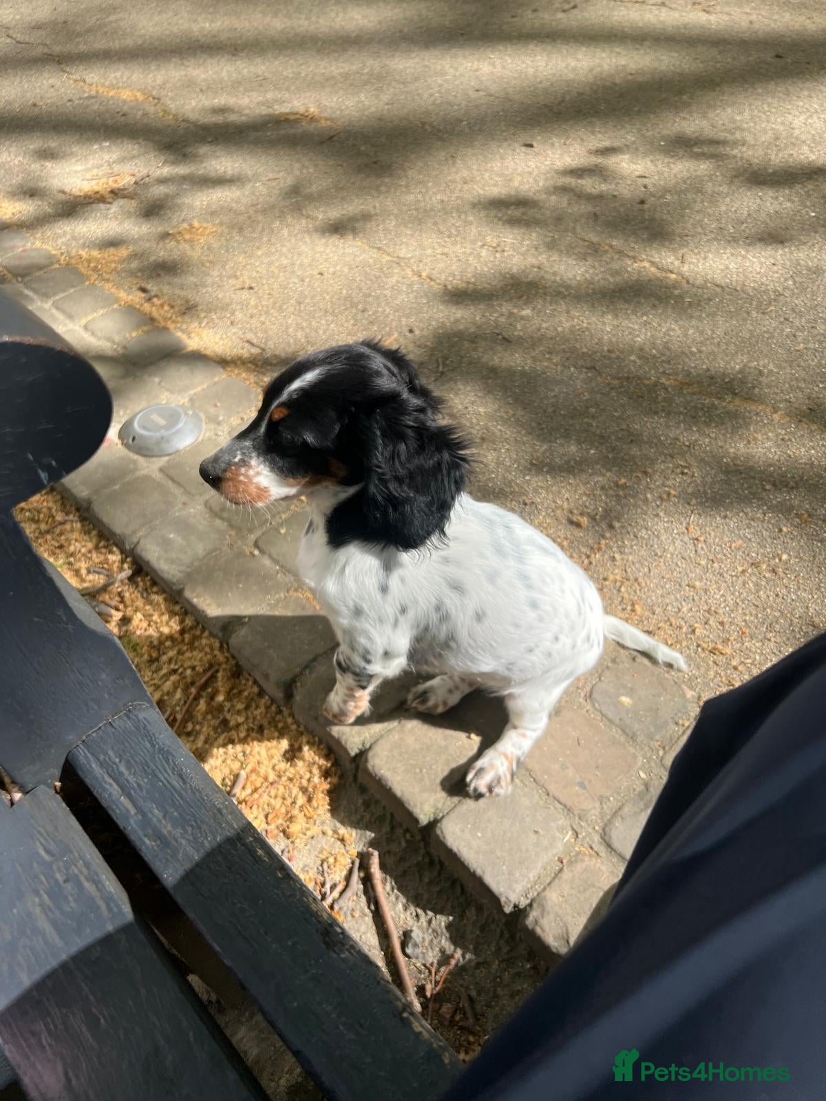 Dachshund dogs Rear white dachshunds in Kensington  - Advert 12