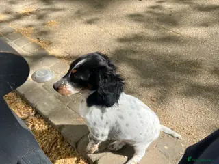 Dachshund dogs Rear white dachshunds in Kensington - Advert 12