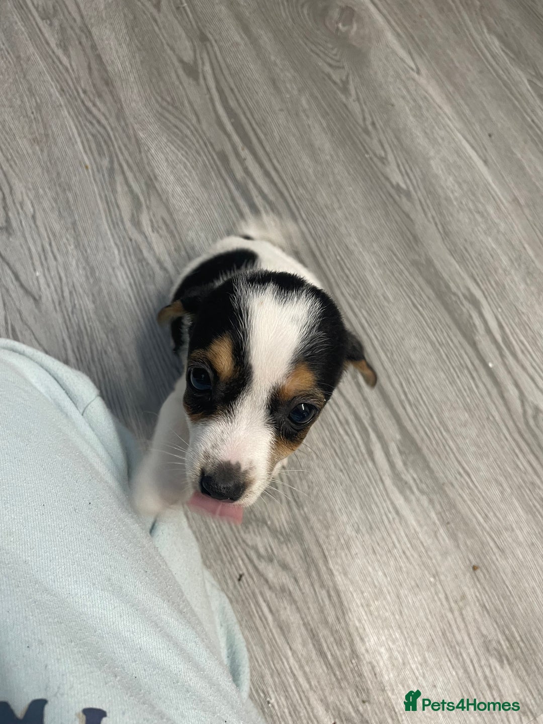 Jack Russell dogs for sale: 2 beautiful Jack Russell puppy girls left  - Image 13