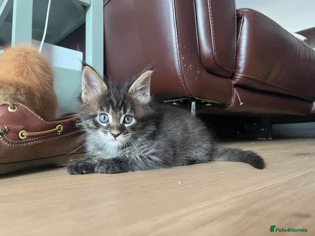 Maine Coon cats for sale: GCCF Registered Maine Coons Ready 16th August  in Banbury - Image 22