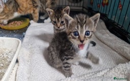 Mixed Breed cats for sale: Beautiful Greys and Tabby Markings - Image 3