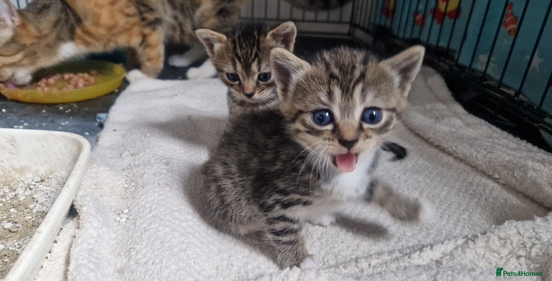 Mixed Breed cats for sale: Beautiful Greys and Tabby Markings - Image 3