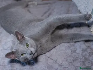 Russian Blue cats TICA Russian Blue Stud – Genetically Tested - Advert 1