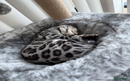 Bengal cats for sale: Silver rosetted Bengal🐆❤️ - Image 13
