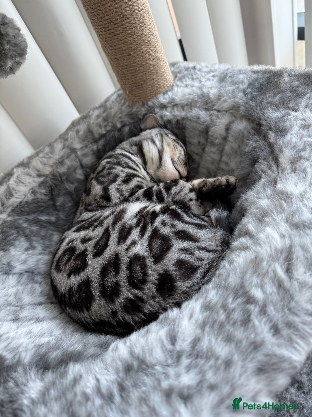 Bengal cats for sale: Silver rosetted Bengal🐆❤️ - Image 13