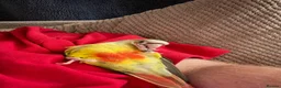 Conures birds for sale: Super adorable fully hand reared baby conures  - Advert 18