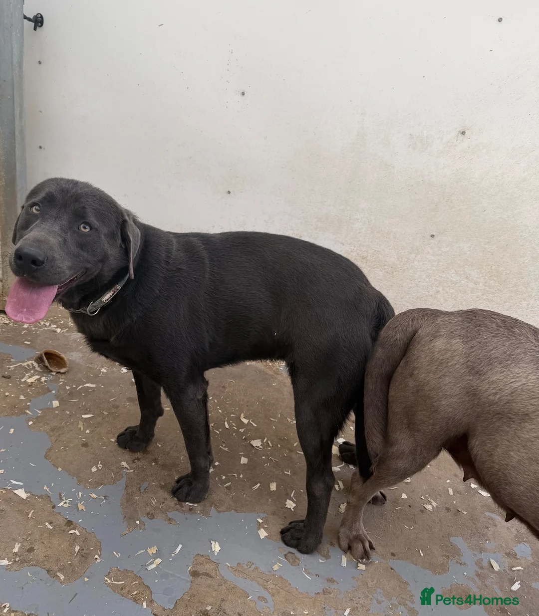 Labrador Retriever dogs for stud: Gorgeous KC Charcoal Labrador Stud - Advert 12