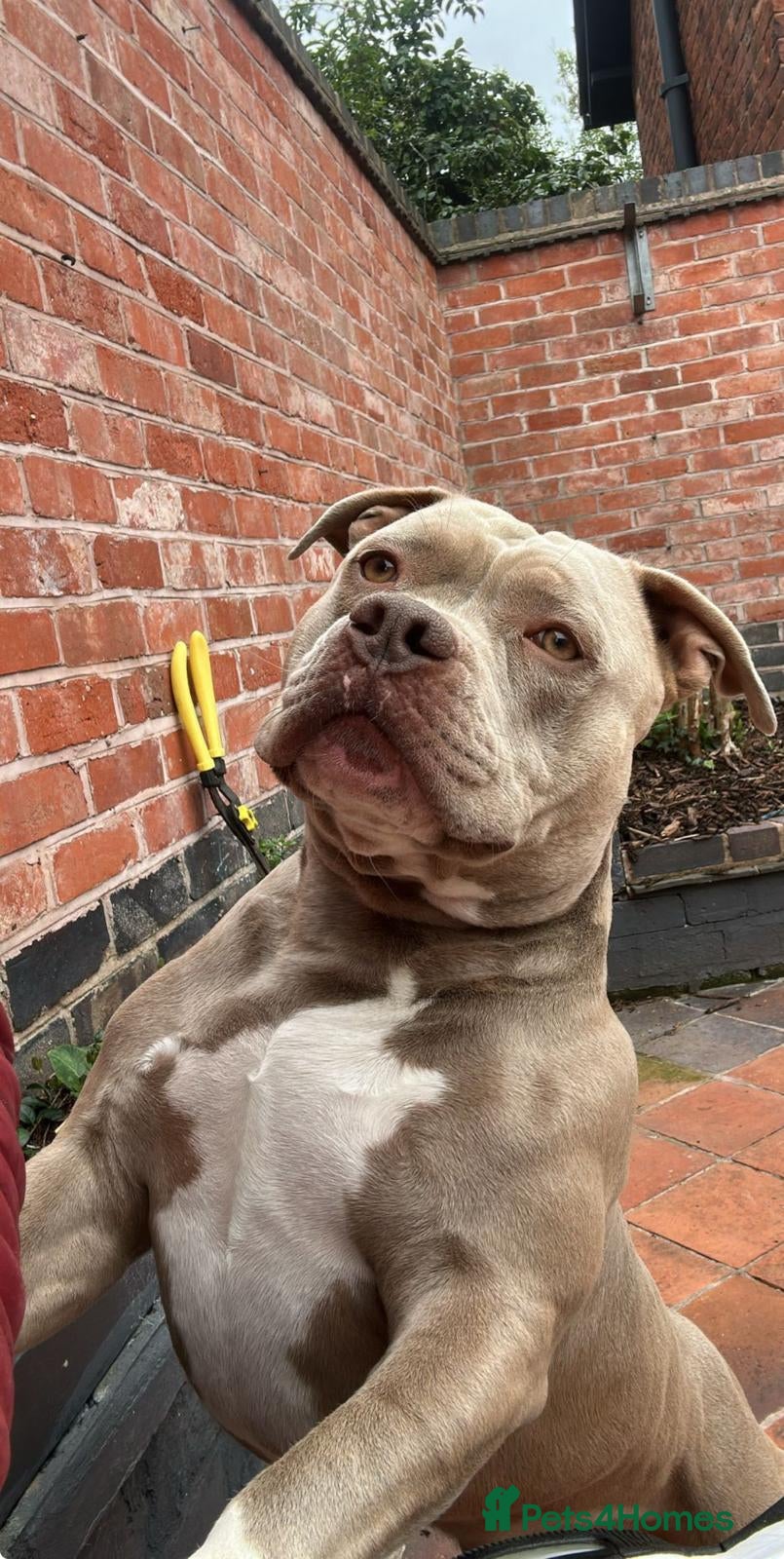 American Bulldog dogs Pocket bully stud - Advert 1