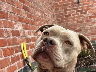 American Bulldog dogs Pocket bully stud - Advert 1