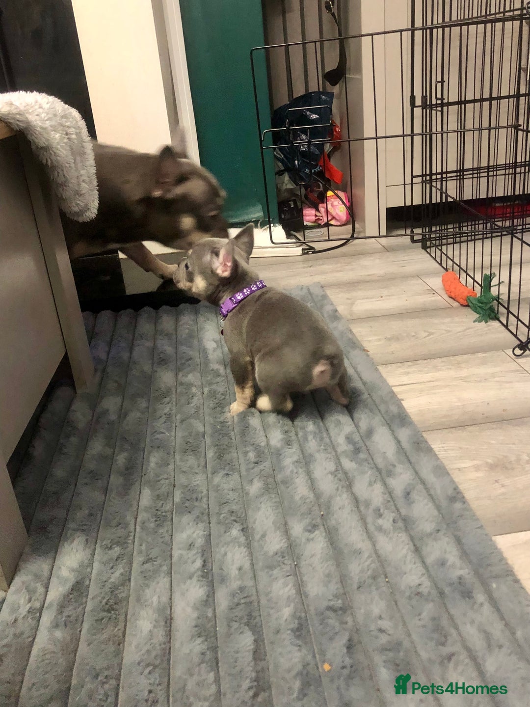 French Bulldog dogs for sale: Blue & tan French bulldogs  - Advert 4