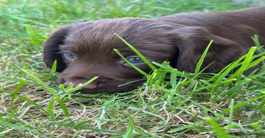 Cocker Spaniel dogs - Advert 4