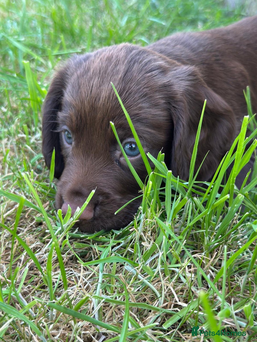 Cocker Spaniel dogs for sale: READY 31st Aug KC Pedigree Working Cocker Puppies - Image 3