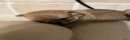 Pomchi dogs for sale: Pomchi puppies - Advert 33