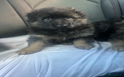 German Shepherd dogs for sale: KC REG GSD PUPPIES FULLY SCORED AND TESTED PARENTS - Image 16