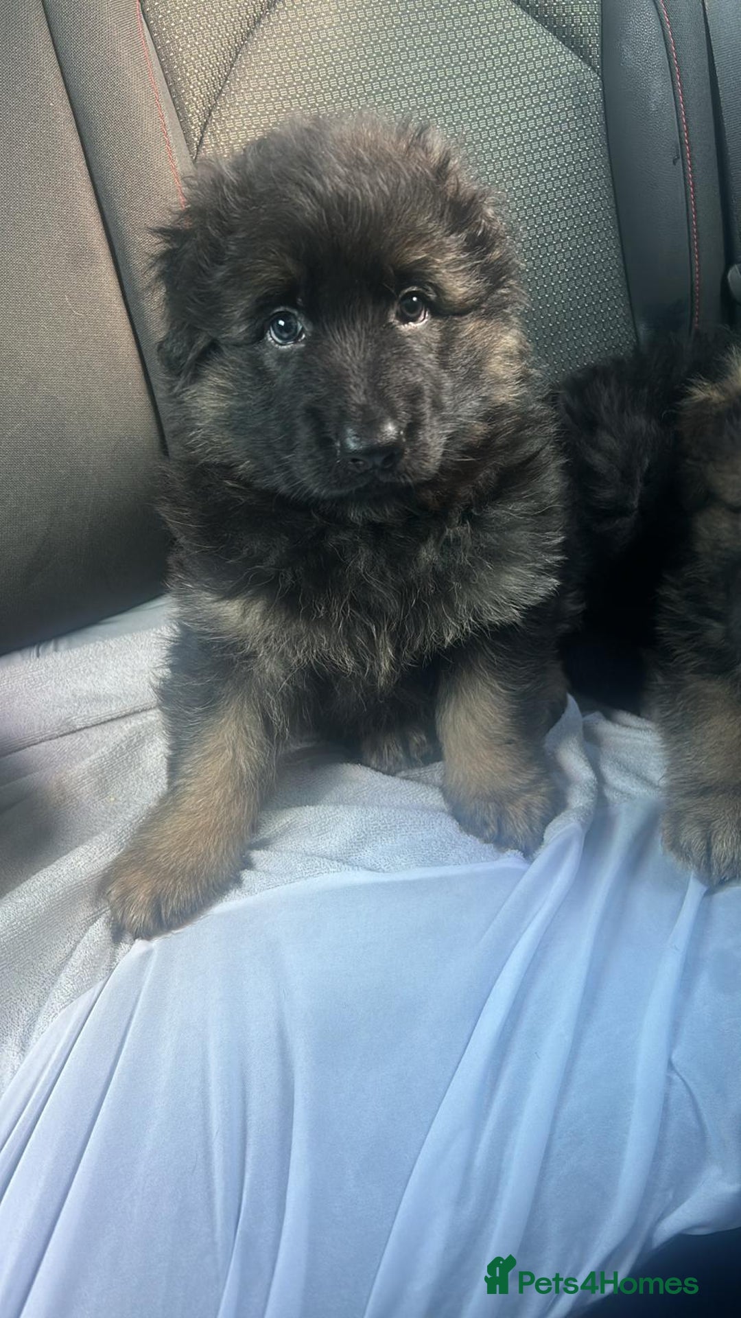 German Shepherd dogs for sale: KC REG GSD PUPPIES FULLY SCORED AND TESTED PARENTS - Image 16