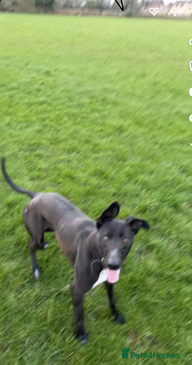 Lurcher dogs Lurcher bitch  - Advert 16