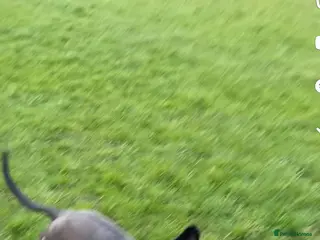 Lurcher dogs Lurcher bitch - Advert 16